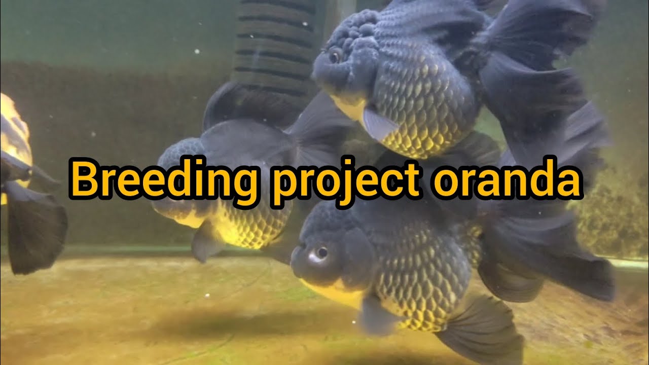 Profitably breeding oranda BTO goldfish. ( Part 1 )