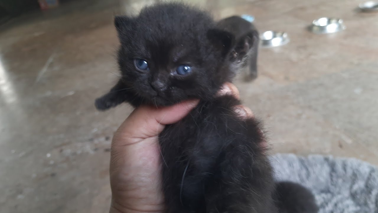 Kucing Loreng sedang Mager saudaranya pada makan dan anak abu Gosong sedang bersantai
