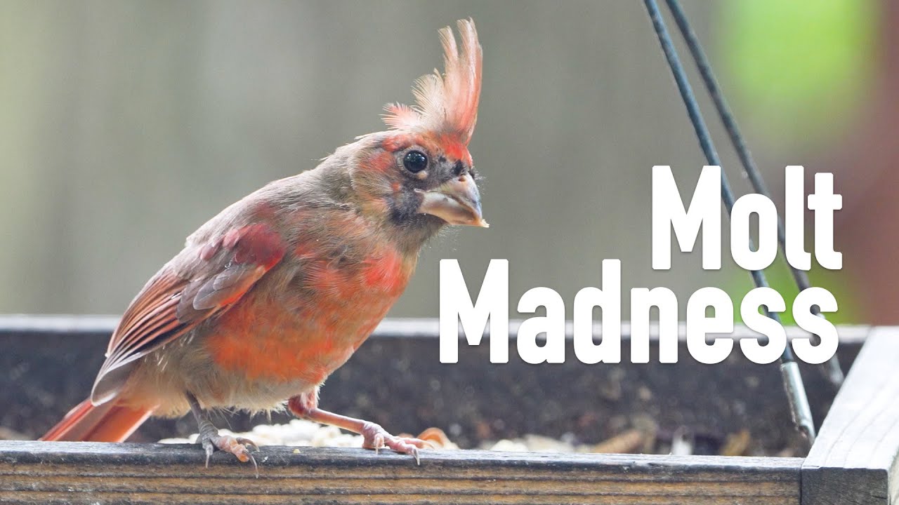 Birds Don't Care If You Think They're Ugly
