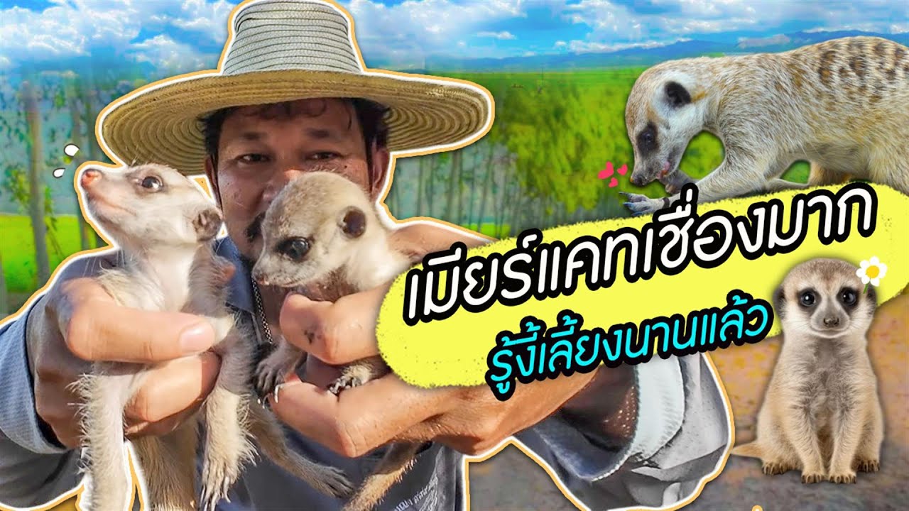 เมียร์แคทโตแล้ว เลี้ยงเชื่องเหมือนหมาเลย