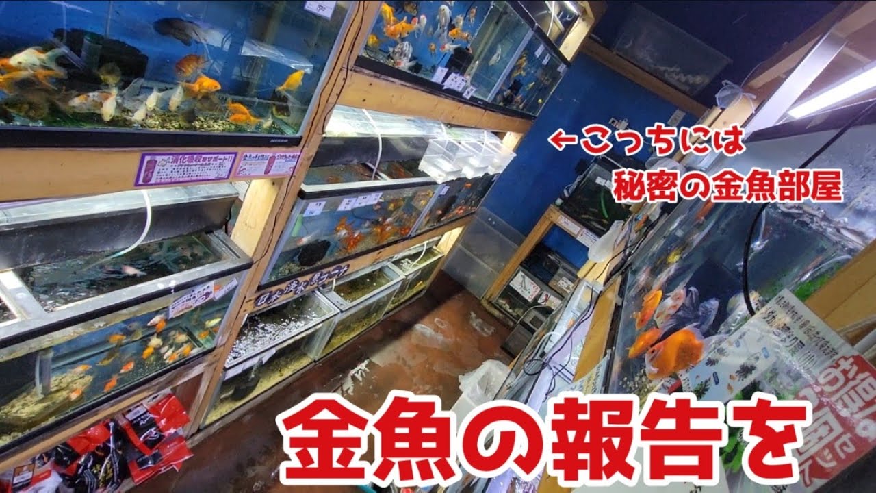 【アクアショップ the deep 金魚屋誠】言葉は…いらない‼️