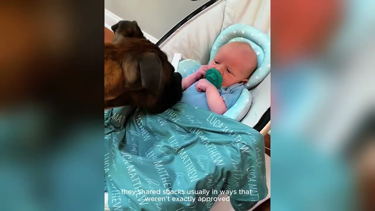 Baby Took His First Steps Not to Mom or Dad, But to the One Who Never Left His Side