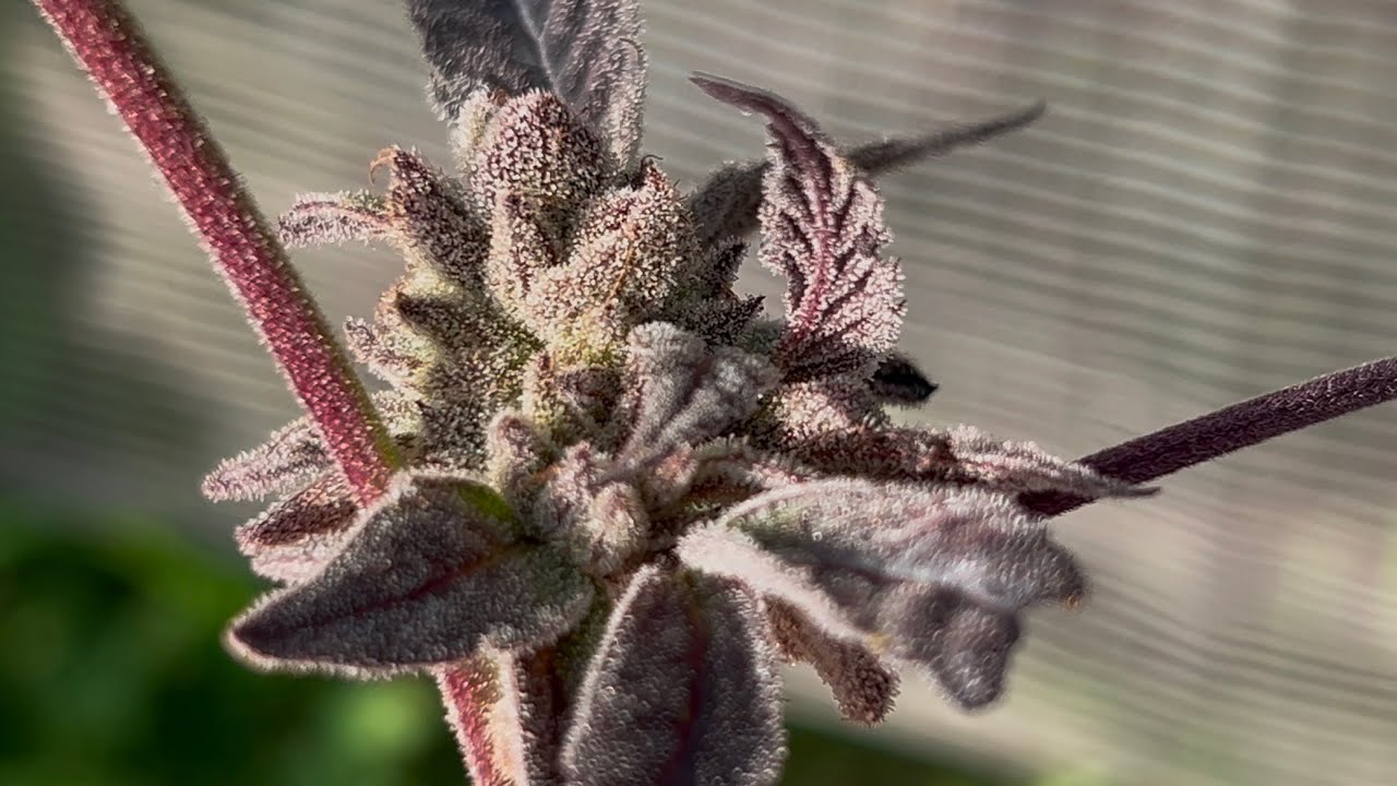 C&oacute;mo Hacer Tus Propias Semillas de Cannabis en Casa | PROCESO COMPLETO 2025