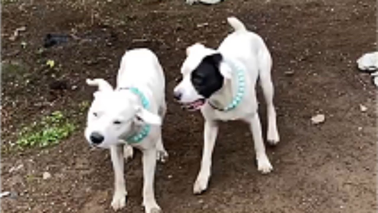 Jealous Pittie Gets Dethroned When Baby Brother Arrives