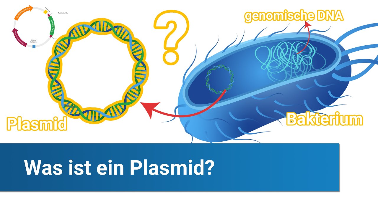 Was ist ein Plasmid?  Einfach erkl&auml;rt in 2 Minuten! 🧬
