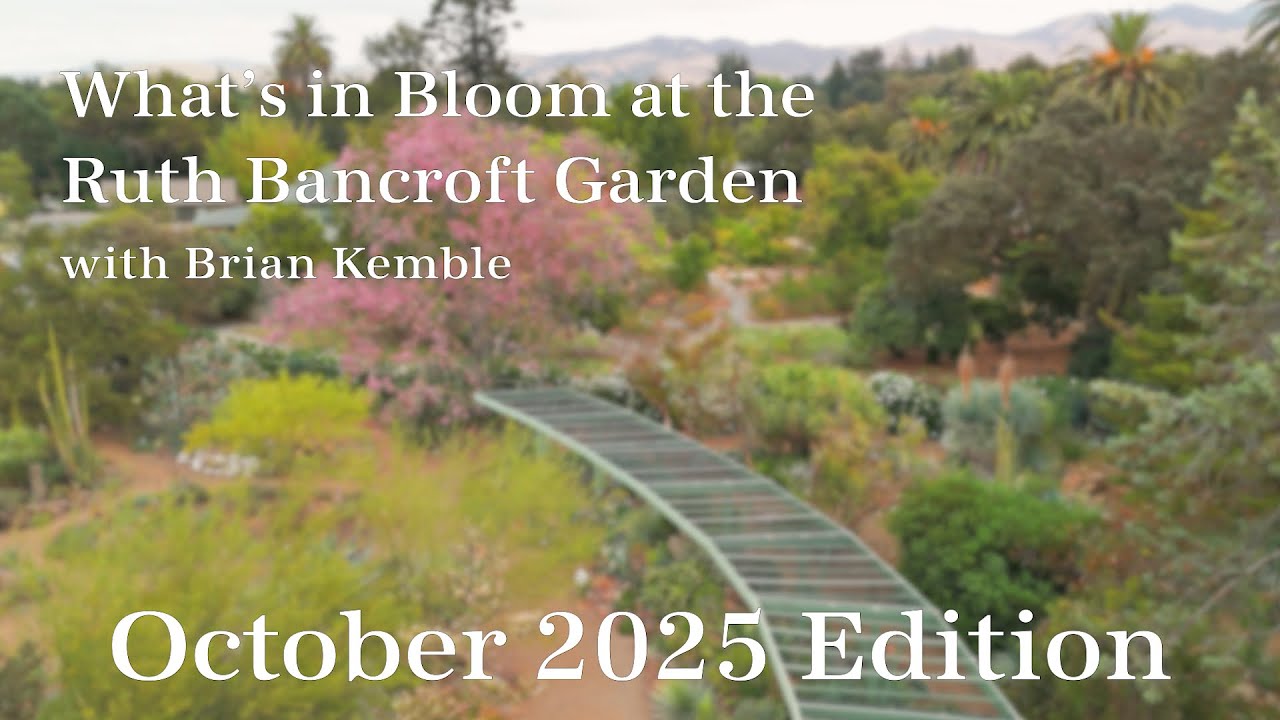 What's in Bloom at The Ruth Bancroft Garden (October  2025)