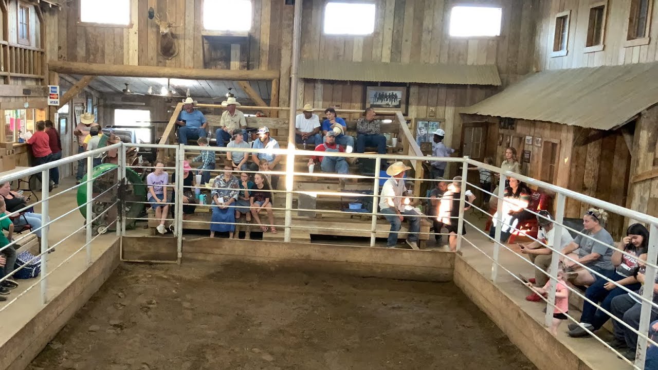 EHA HORSE SALE 8-19-23