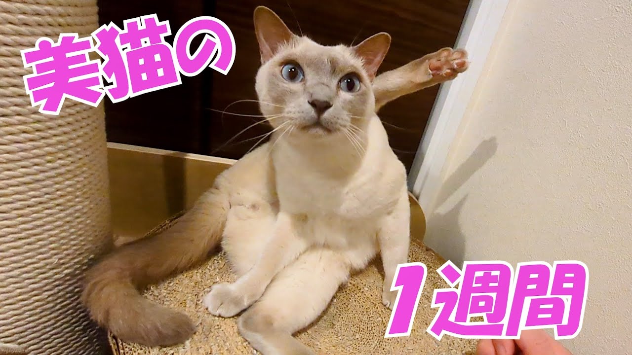 【ロシアンブルー×トンキニーズ×チワワ】僕を撫でるまで、出勤許可は出しません！！（#151 ）