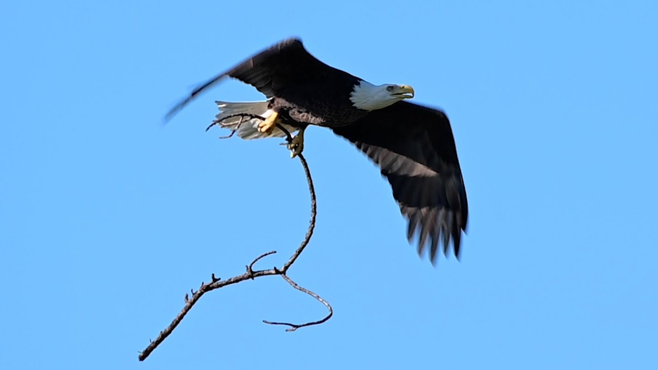 SWFL Eagles-M15’s Mighty Deliveries & The No-No Zone ! Harriet’s Inverted Acrobatic Maneuvers!