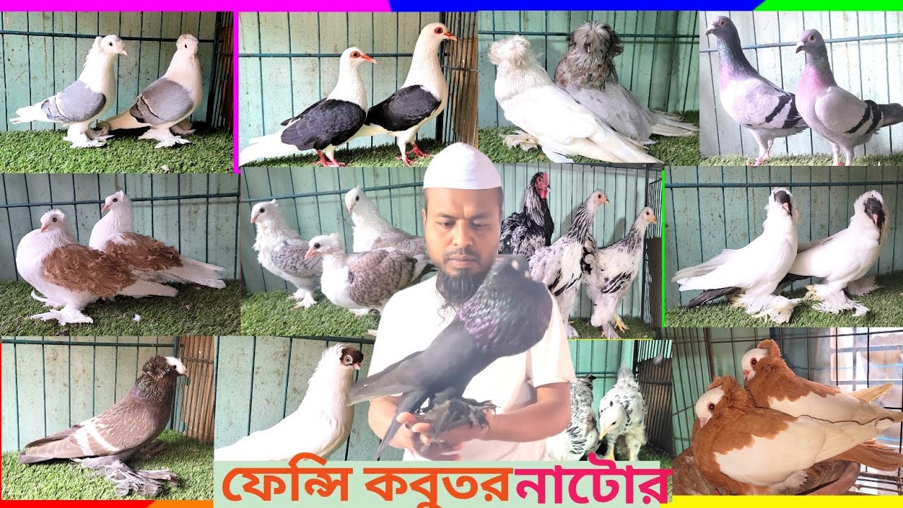 👉👉ভালো মানের ভালো দামে ফেন্সি কবুতর কিনুন 🍎