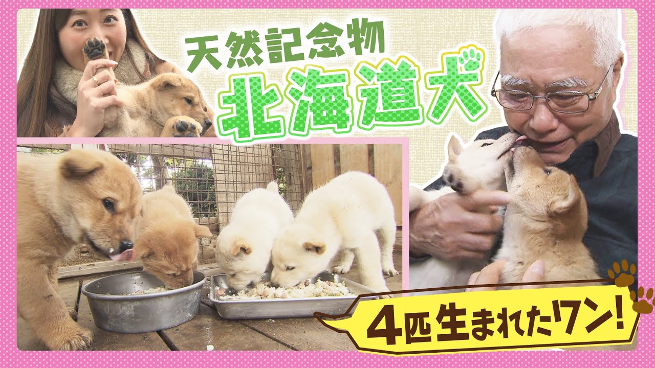 可愛い！北海道犬　４匹の子犬が産まれたよ　国の天然記念物北海道犬を守り続ける想いとは・・・