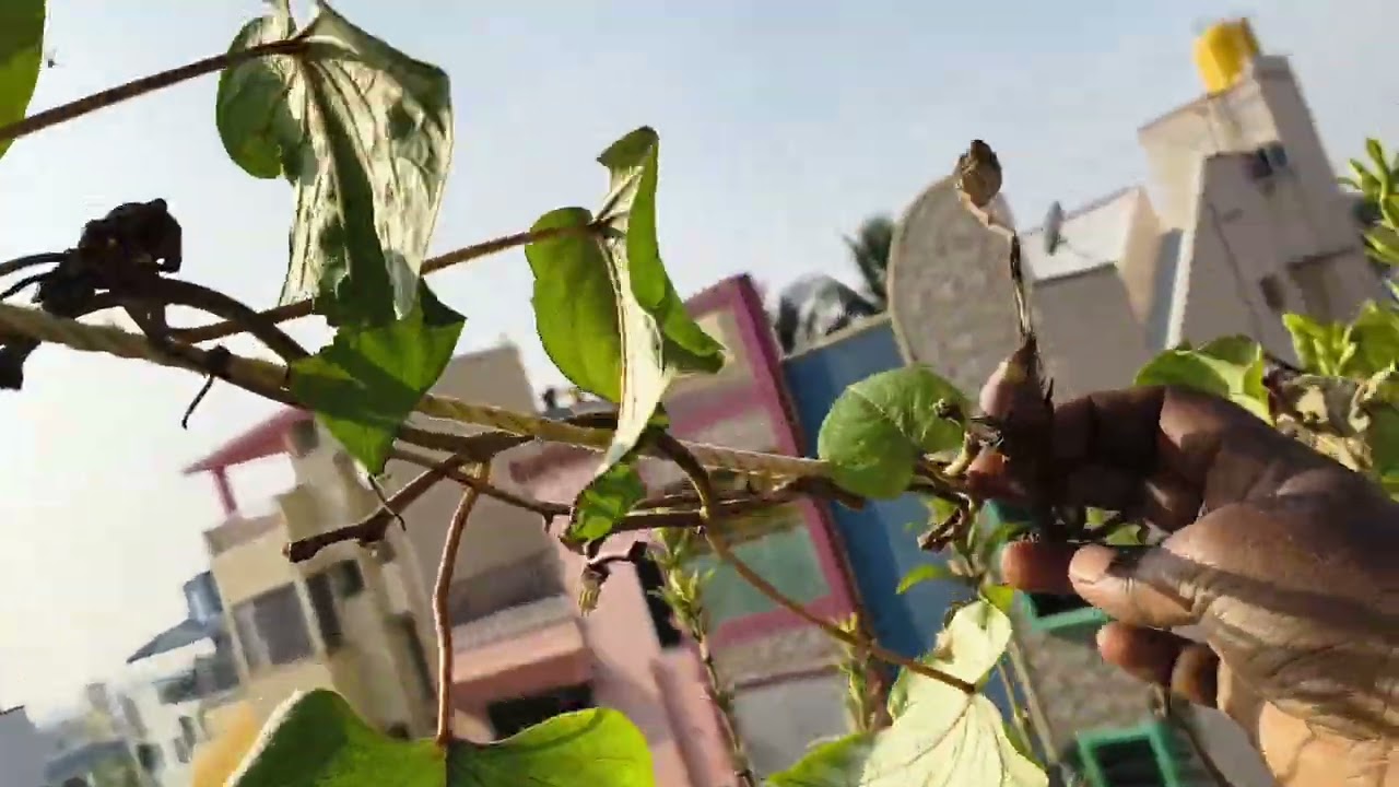 🍀Evlo poo irunthalum orey oru poo sema smell#harvesting #organic vegitables &keerai 🌿