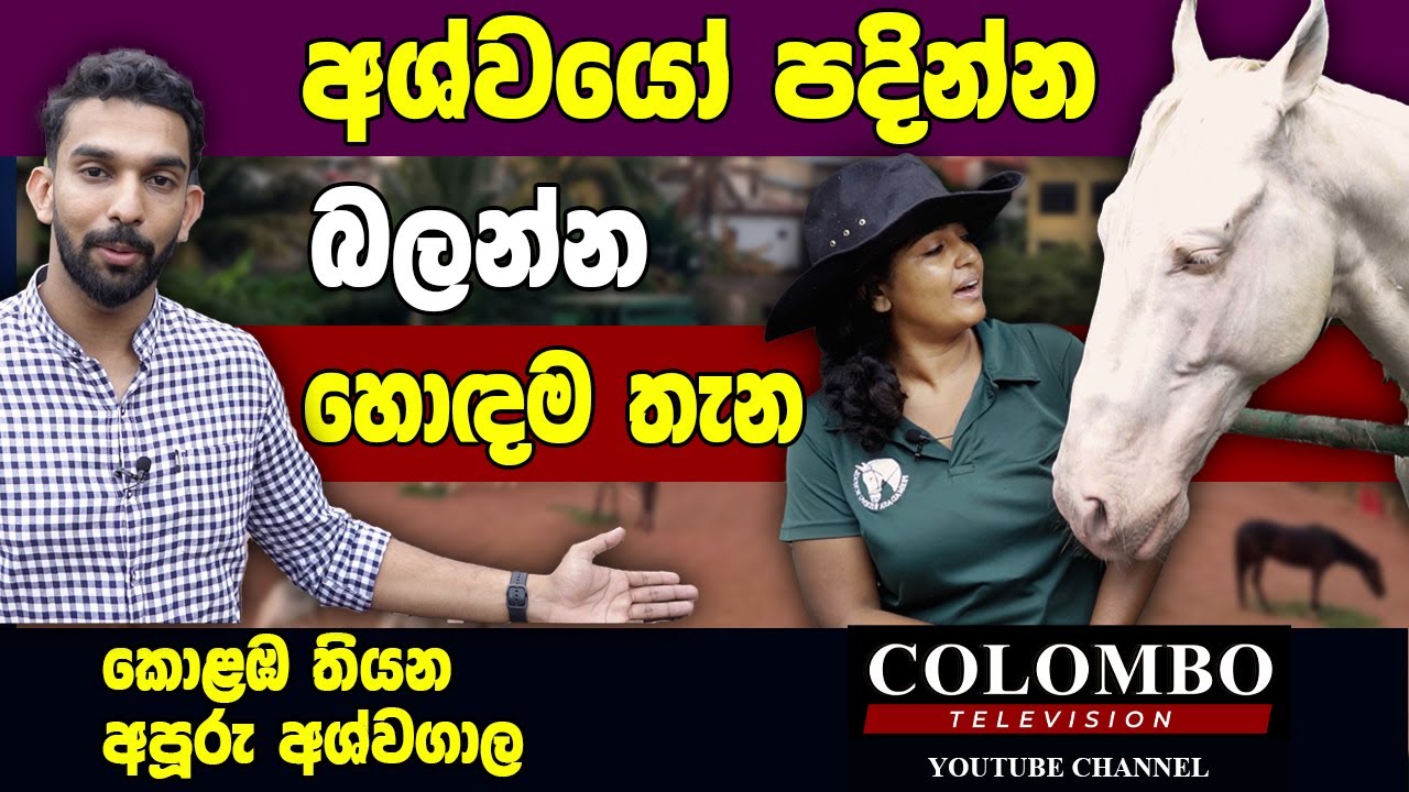 ලංකාවේ අශ්වයන් පදින්න ඉගෙනගන්න හොඳම තැන l Best place to learn Horse riding in Srilanka