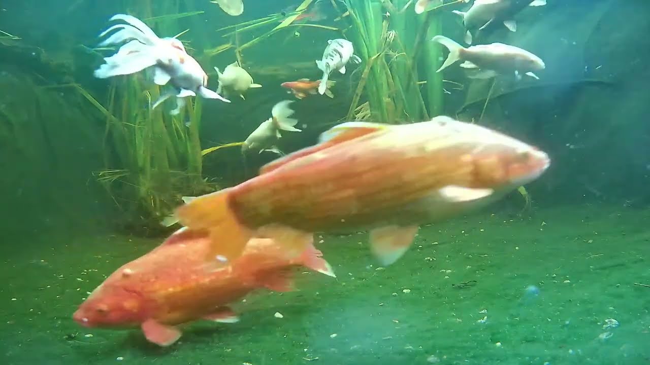 Pond and Turtle cam