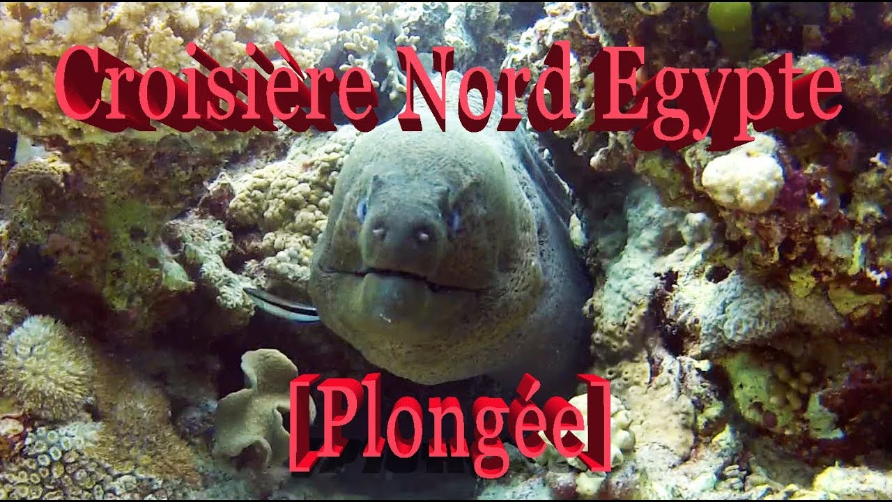 [Plongée] Croisière Nord Egypte - Centre DUNE plongée