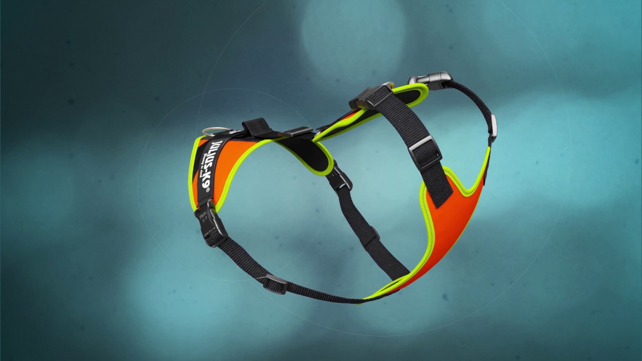 Mantrailing dog harness with elastic leash-holding element