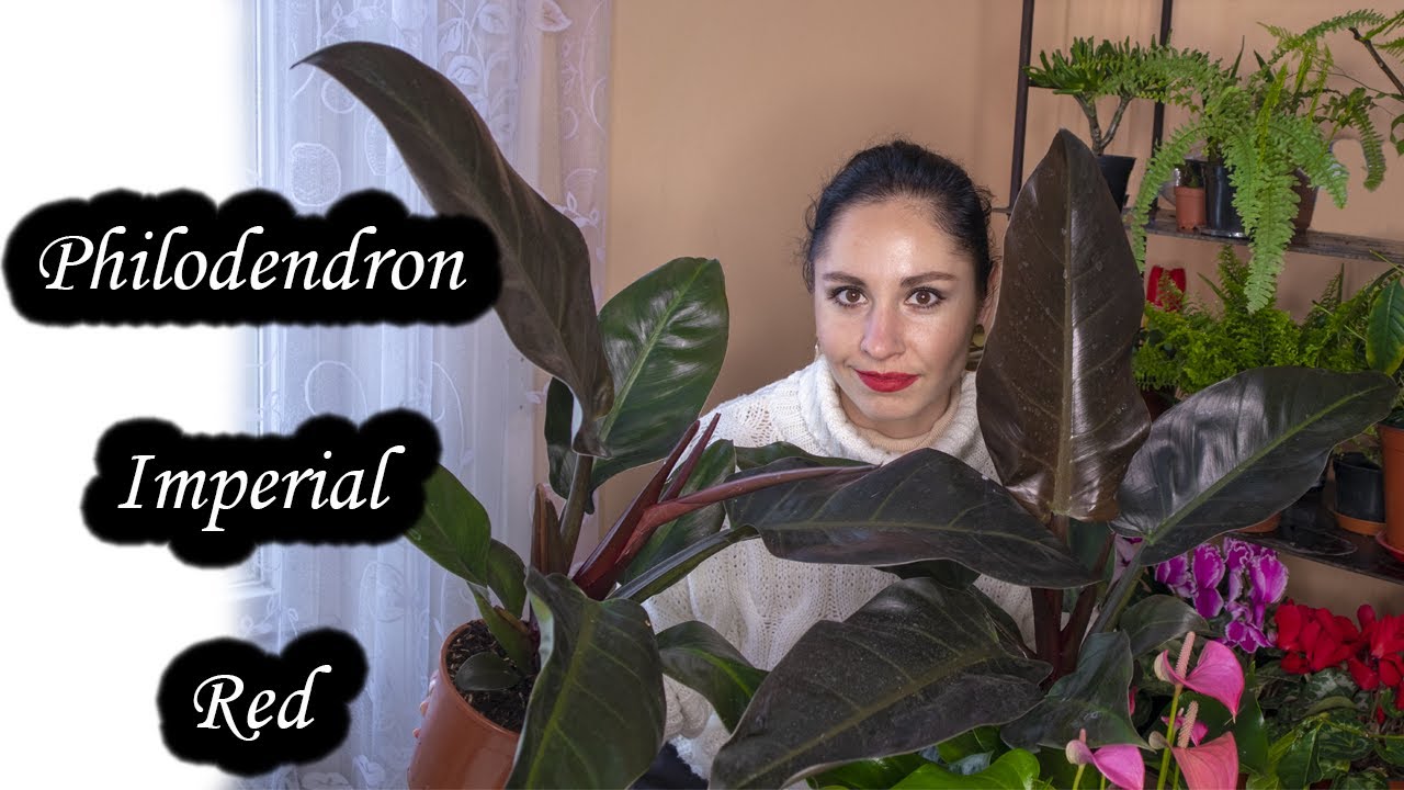 PHILODENDRON IMPERIAL RED | All you need to know