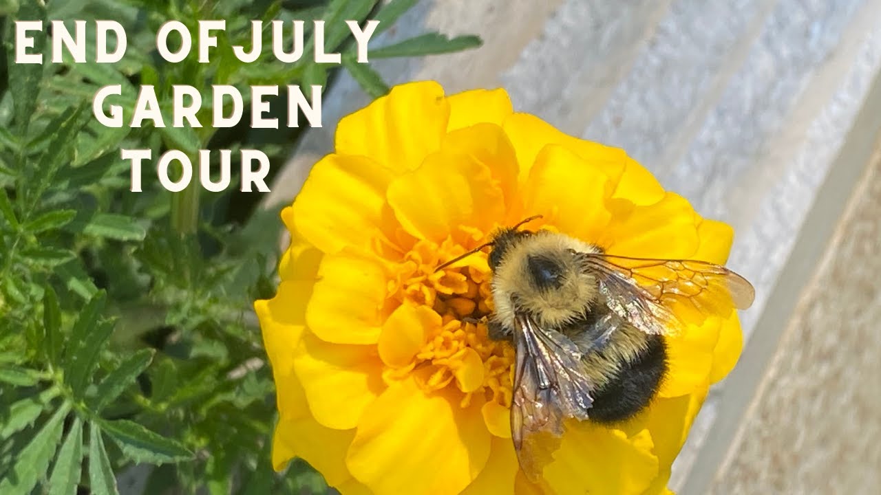 End Of July Garden Tour!