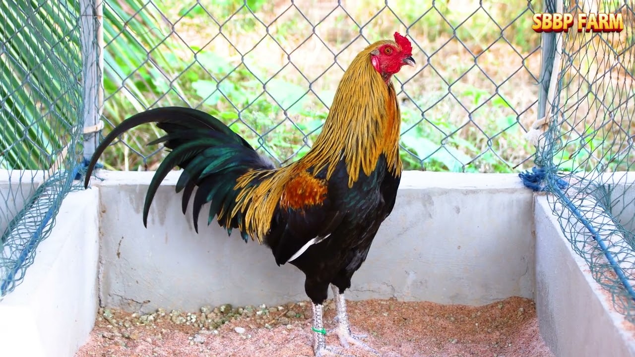 មាន់ផែនដូចក្ងោក