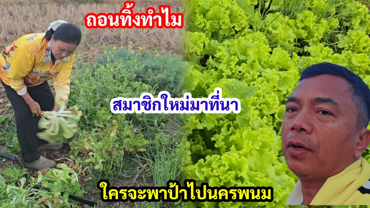 สุดตกใจ..ย่าถามรู้ไหม..มีใครมาอยู่ที่นาเพิ่ม?ใครจะพาป้าไปนครพนม??