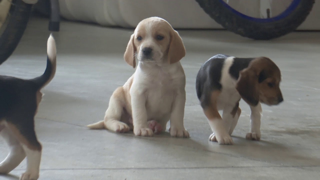 Vernon Mast's Beagle Puppies