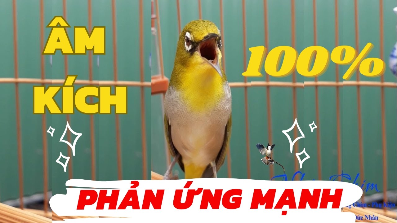 KHUYÊN MÁI  KÍCH TRỐNG NHANH LÍU SUNG NHẤT KHUYÊN MÁI - KHUYÊN LÍU CHÒE ÉP GIỌNG CỰC HẠY