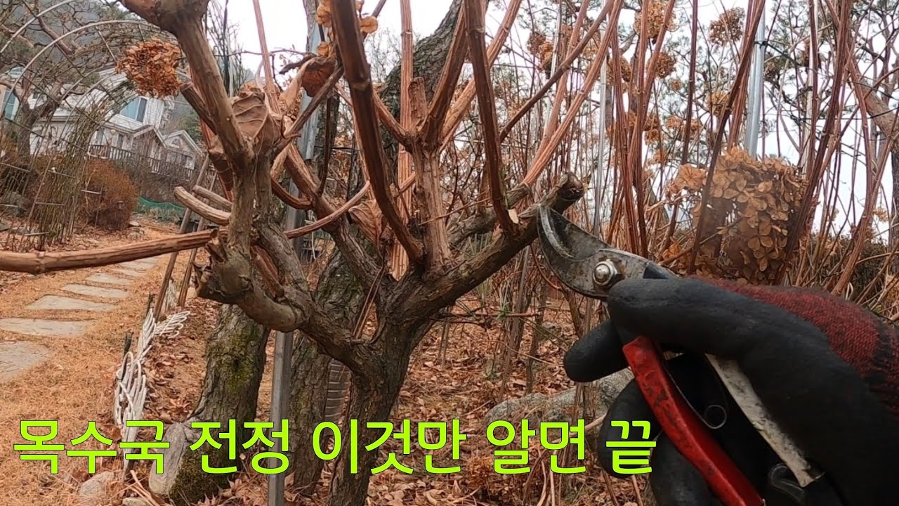 목수국 전정, 이것만 알면 끝! #284사계전정학교 작업 26 02 14