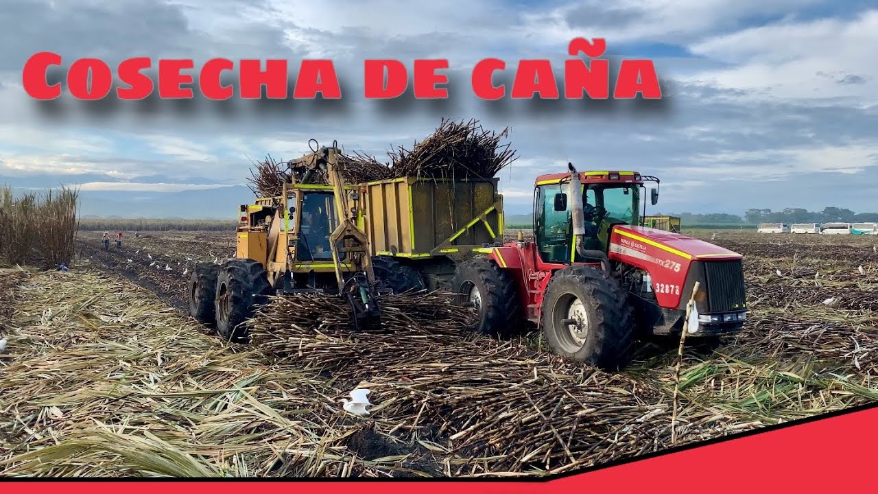 Cosecha de caña de azúcar