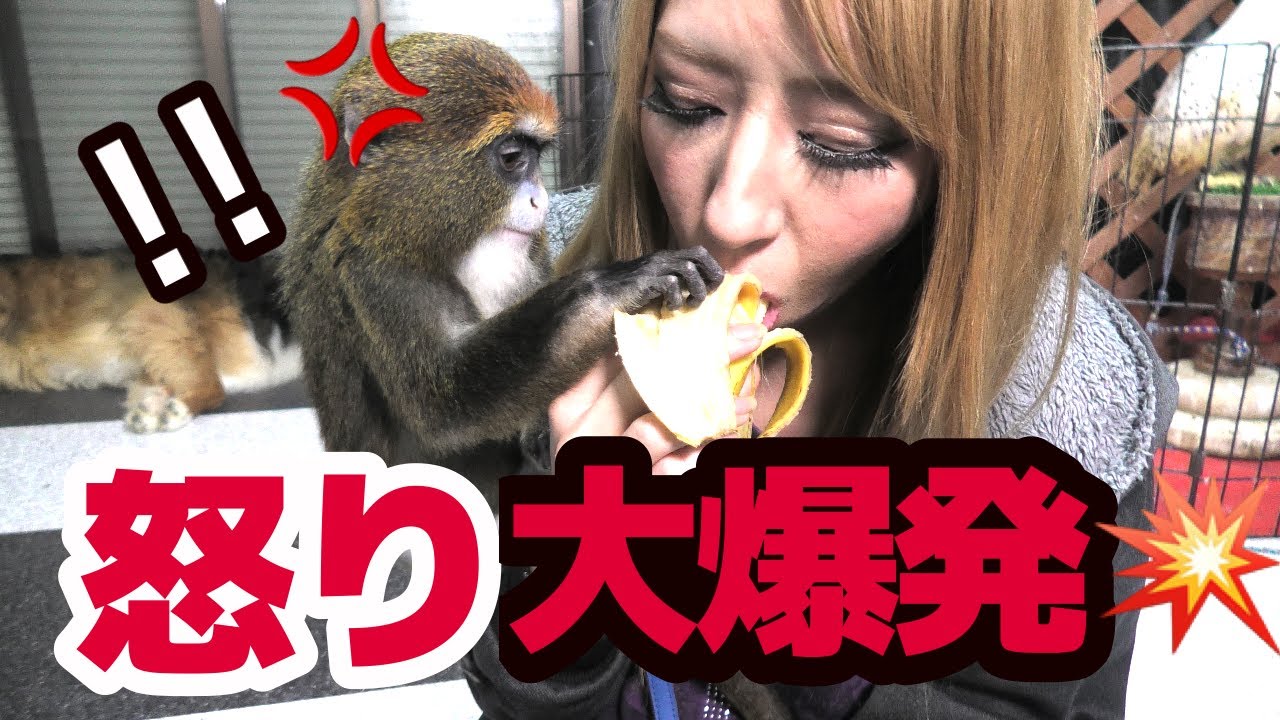 【検証】サルが我慢の限界を越えるとこうなる‼︎