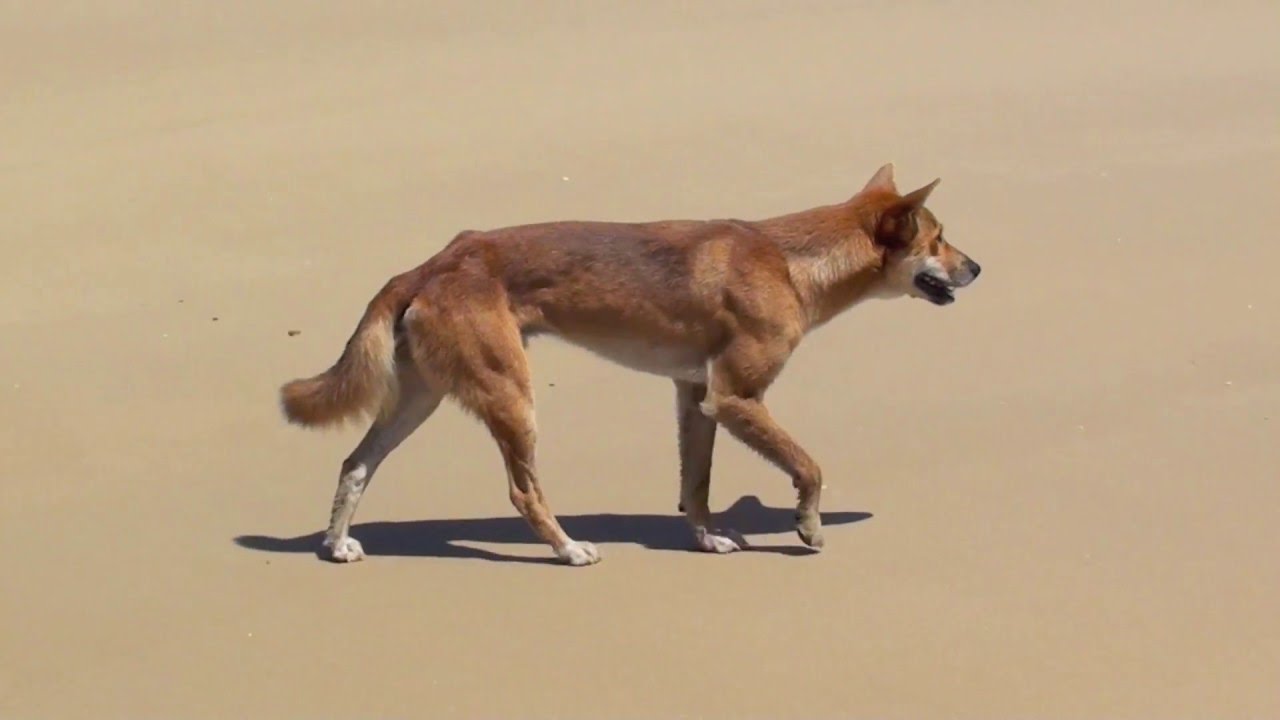 Wild Dingoes on Fraser Island