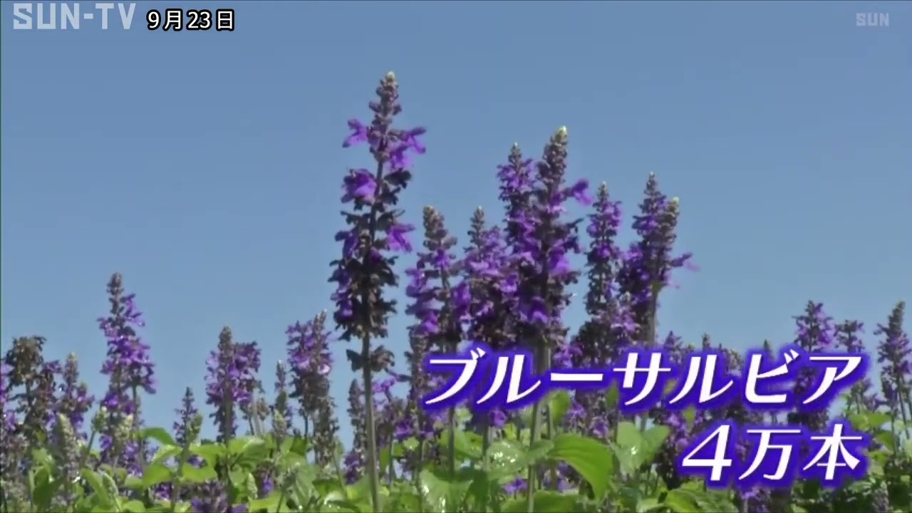 色鮮やかなサルビアの花が見頃　淡路市の県立公園「あわじ花さじき」