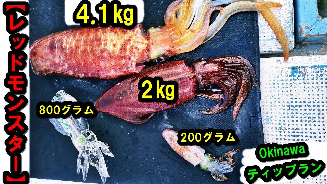 【レッドモンスター 4キロオーバー】沖縄エギング、ティップラン～怪物アオリイカ狙い！！　（遊漁船大福丸）