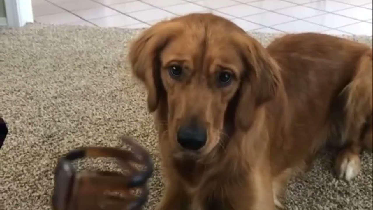 My Golden Retriever is afraid of everything #goldenretriever #dogshorts #funnydogs 