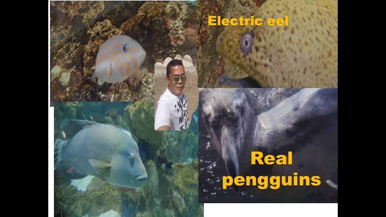 fakieh aquarium jeddah ksa