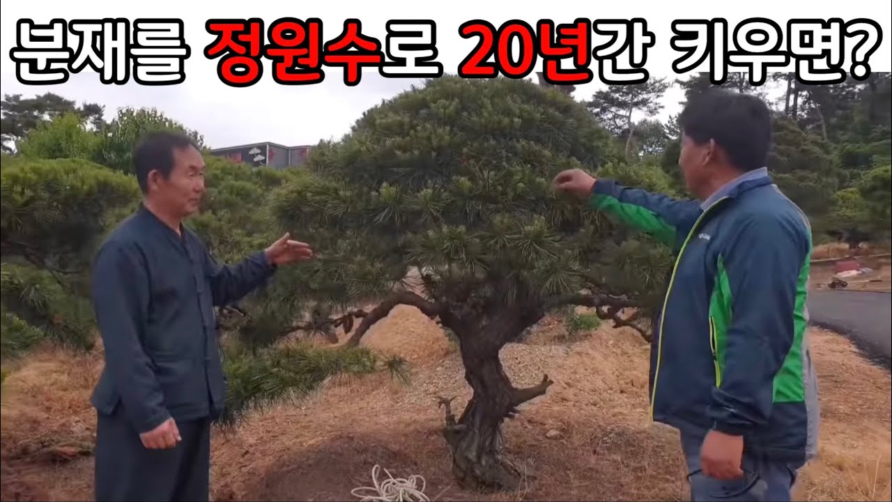 분재관리 302강 분재를 정원수로 20년을 키우면? - 지암수목원 방문기