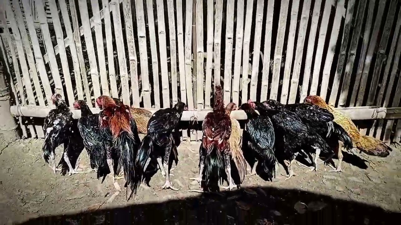 Kondisi kandangku setelah renovasi ll Ayam Kampung 