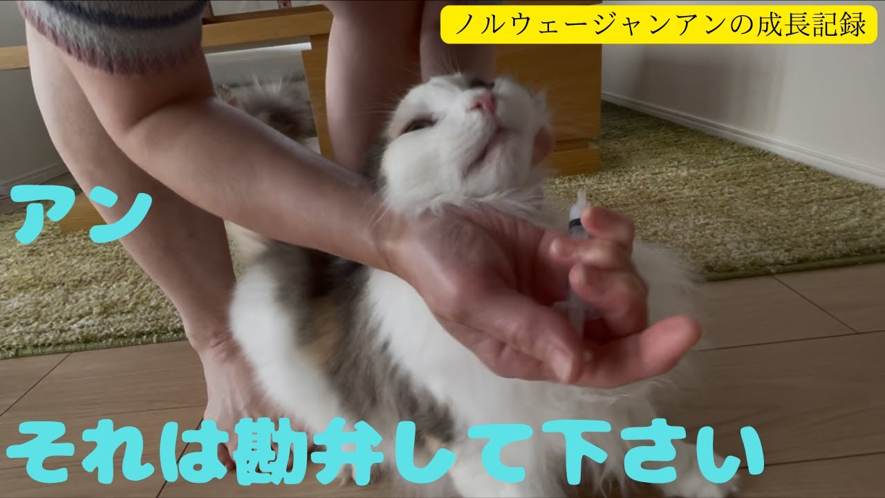 猫のアンだけど苦いのは勘弁してくれよ！の巻【ノルウェージャン アンの成長記録】