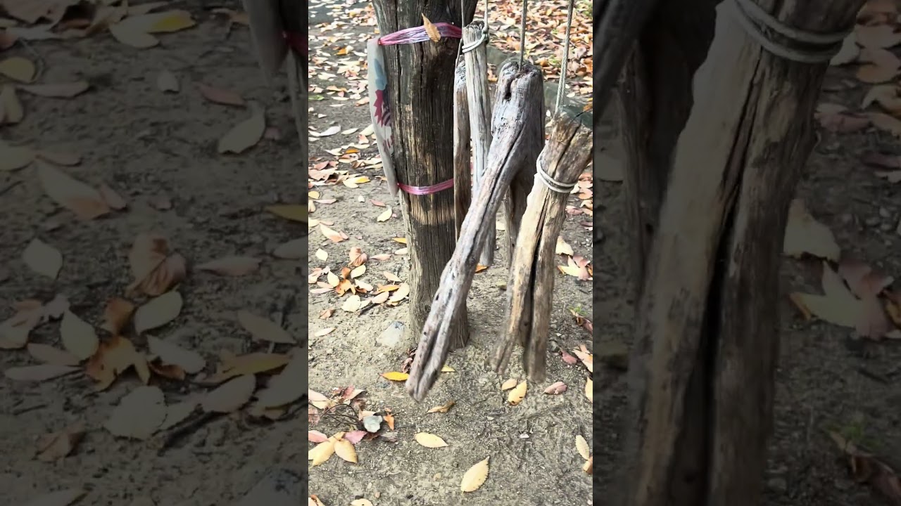 🚶‍♂️ ふるさと冬散歩道　古代の音　さらしなの里