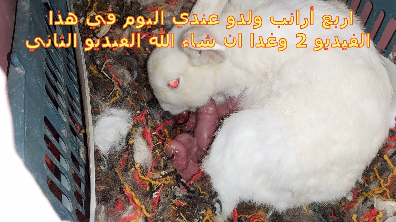 4 ارانب ولدو عندي بنفس اليوم صورت اثنين منهم