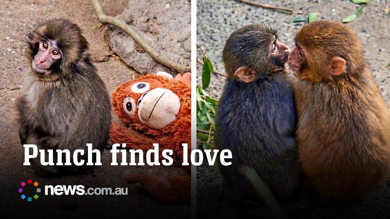 Punch the viral lonely monkey finds 'girlfriend'