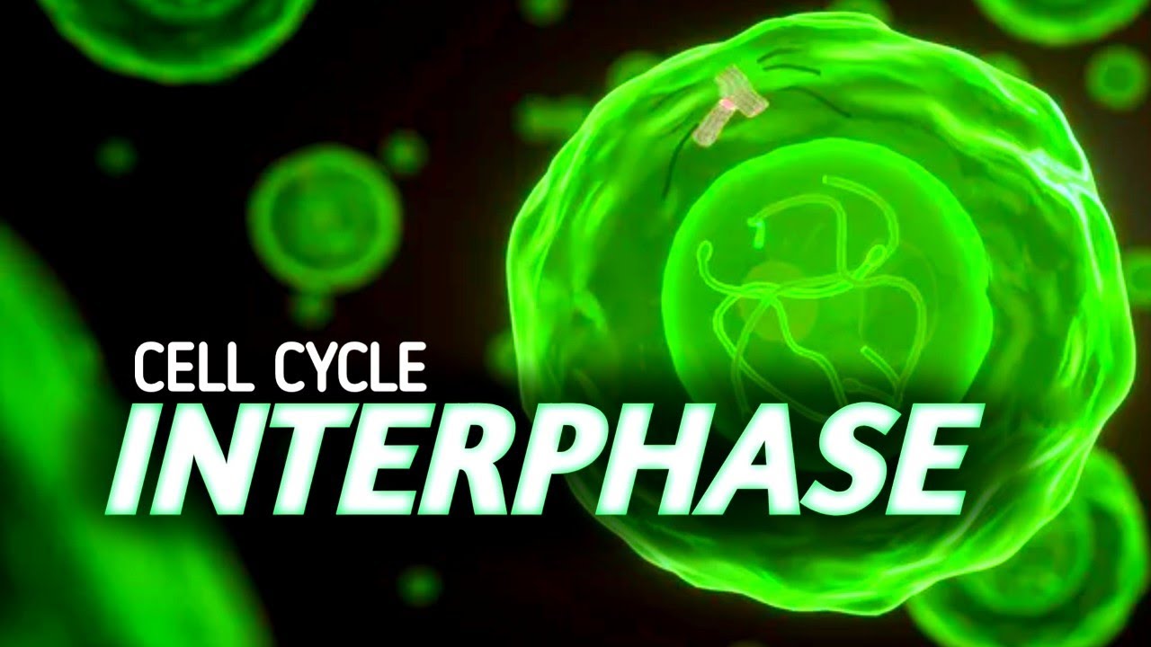 Cell Cycle : INTERPHASE  known as Resting Phase || 3D ANIMATION || @MagnetBrainsEducation