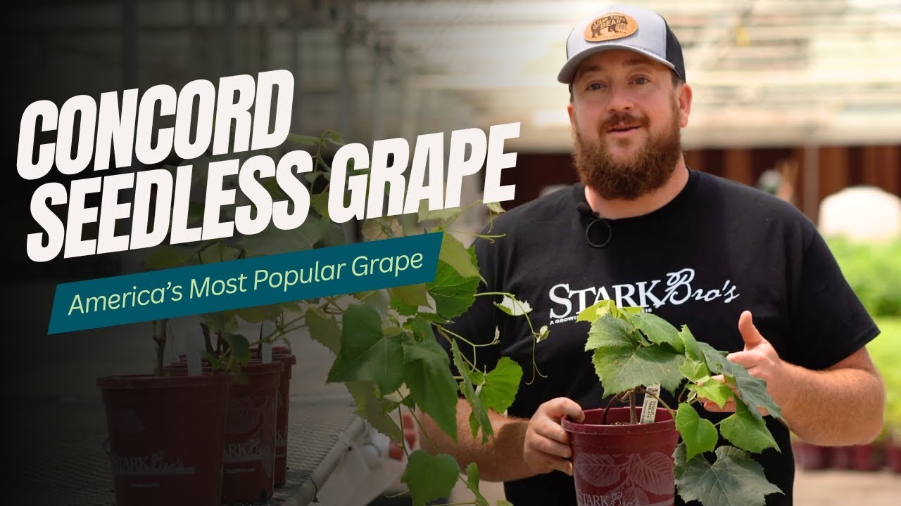 America's Most Popular Grape - The Concord Grape