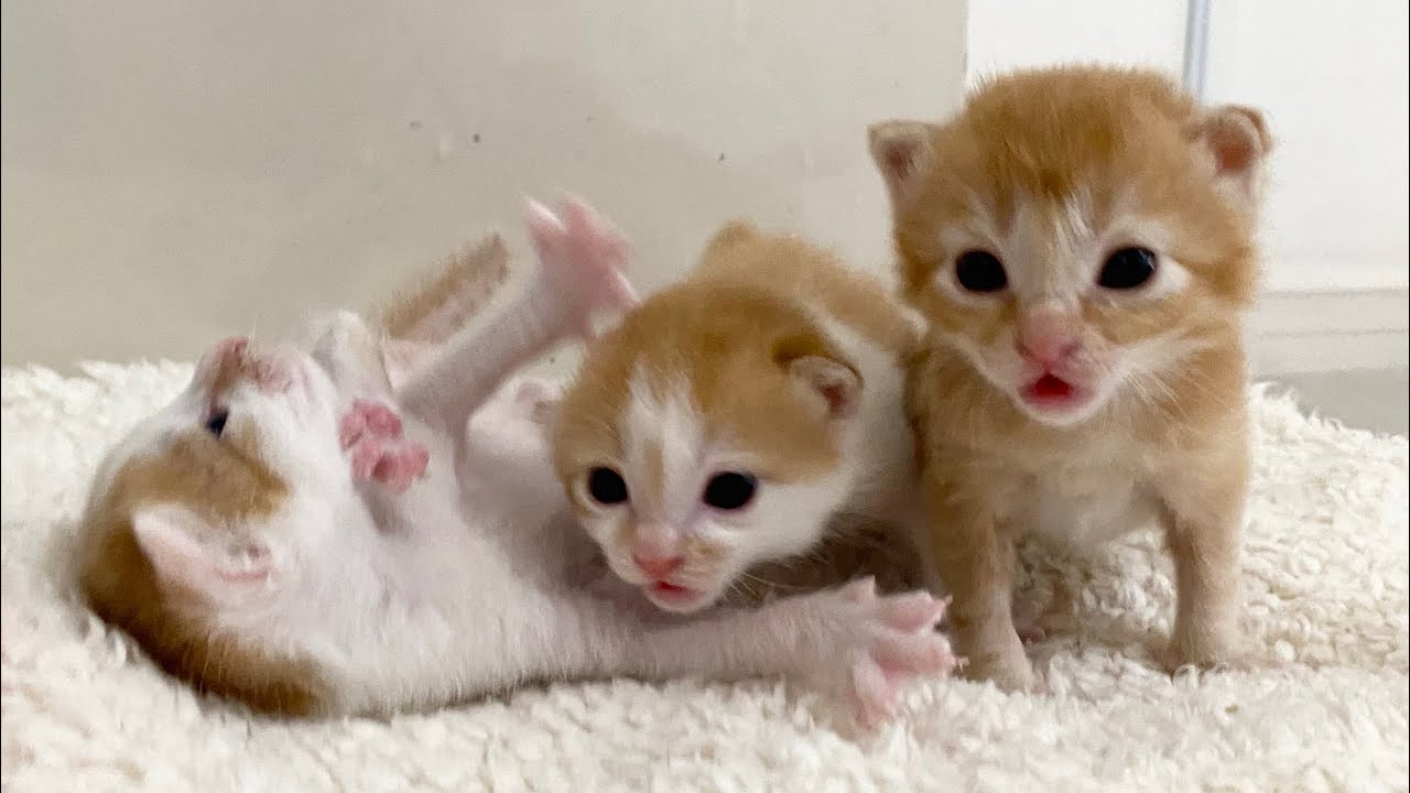 生後15日＆16日　ミルクの前は大騒ぎ！【おこめ3兄妹#2】A two-week-old kitten fusses over milk before drinking it.