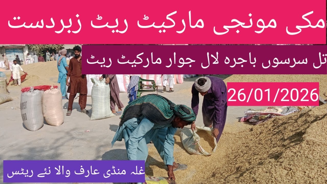 Makki rate today| گندم کا ریٹ 2026| munji price today| sarso till bajra| ghalla mandi rate today