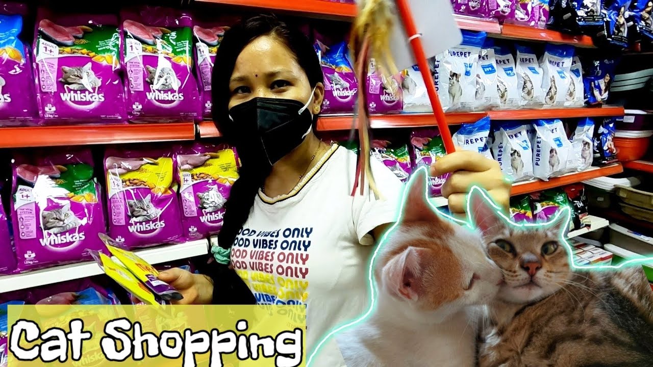 Shopping for our cats | Shifu and Grey | Pet Supplies Shop | @Kala Yatra |