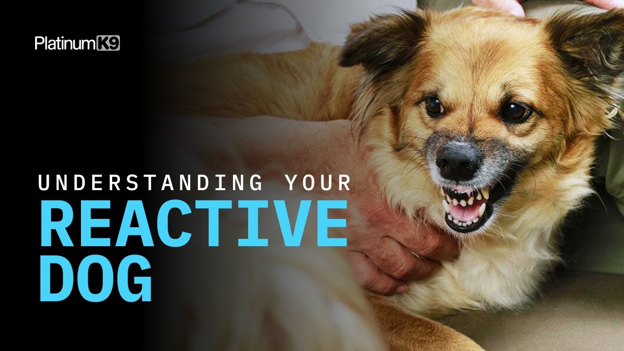 Dog Reactivity Training #1 | Why is My Dog Reactive?