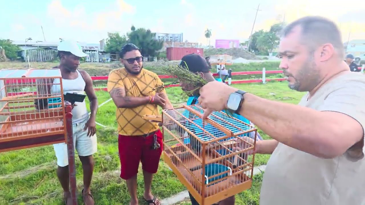 LUCKY VS ANTONIO TOWA TOWA BIRD RACE AT LAMAHA BIRD GROUND WINNER IS ANTONIO 