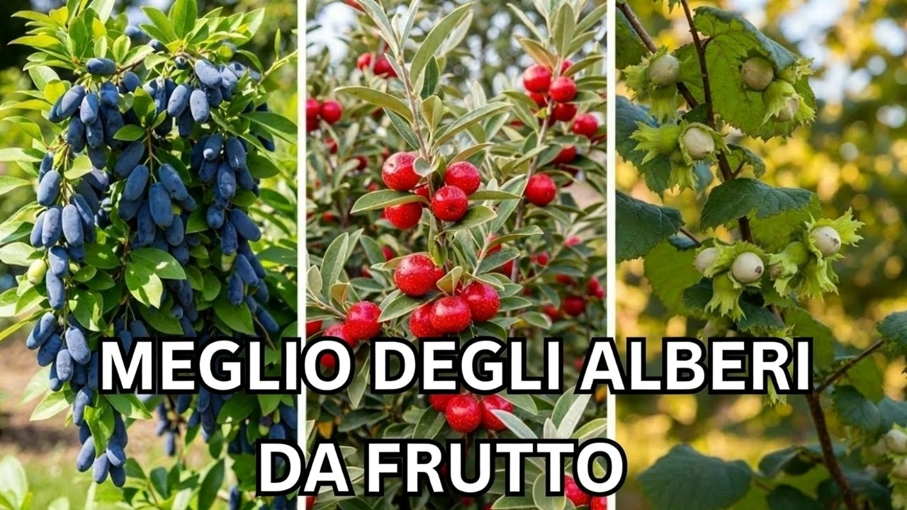 Questi piccoli arbusti producono PIÙ cibo che grandi alberi!