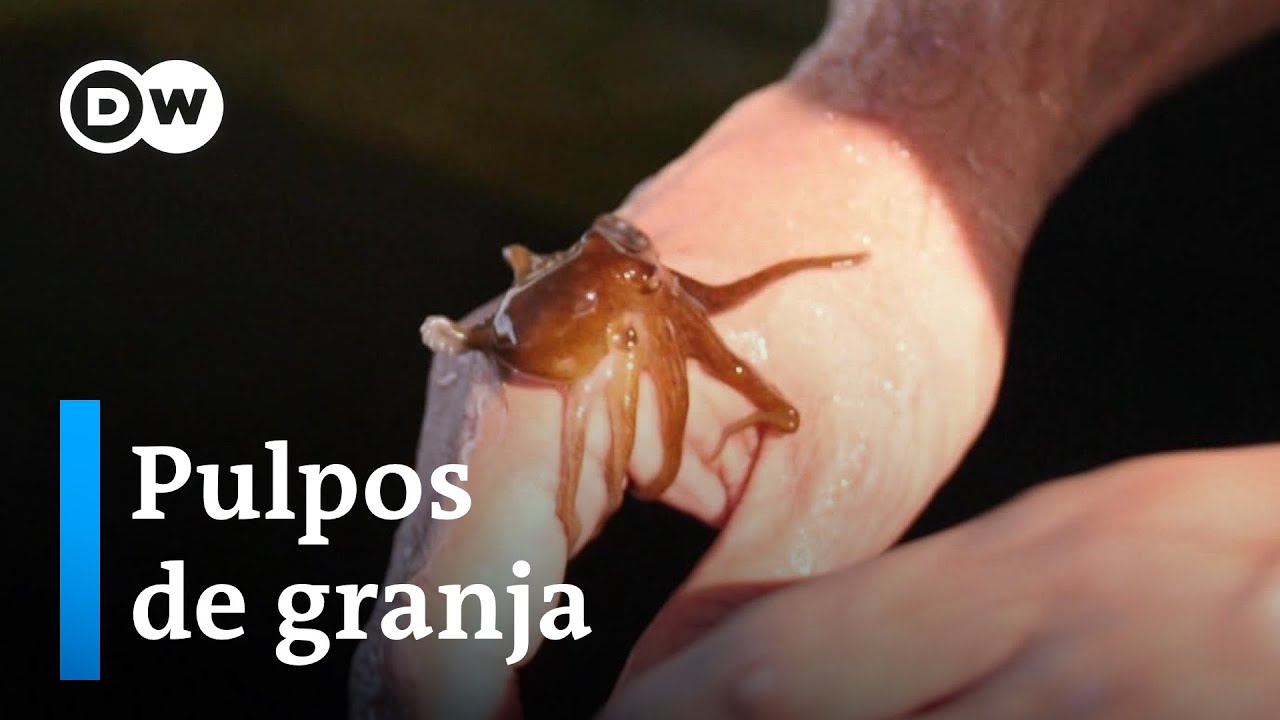 Octópodos de criadero