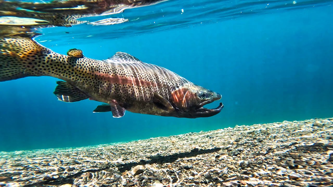 Fishing One of the Clearest Lakes I Have EVER Seen (Big Trout)